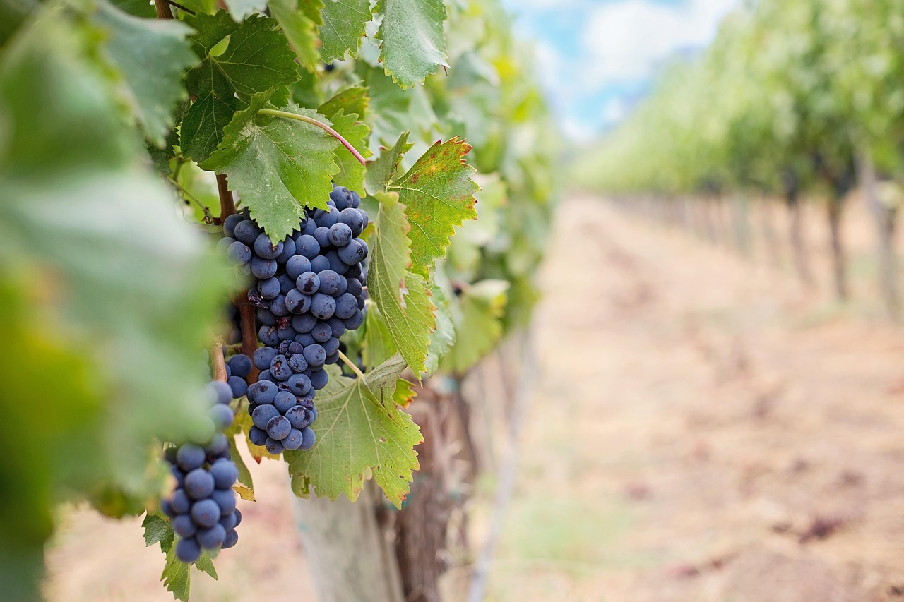 Naramata vineyard wine grapes harvest