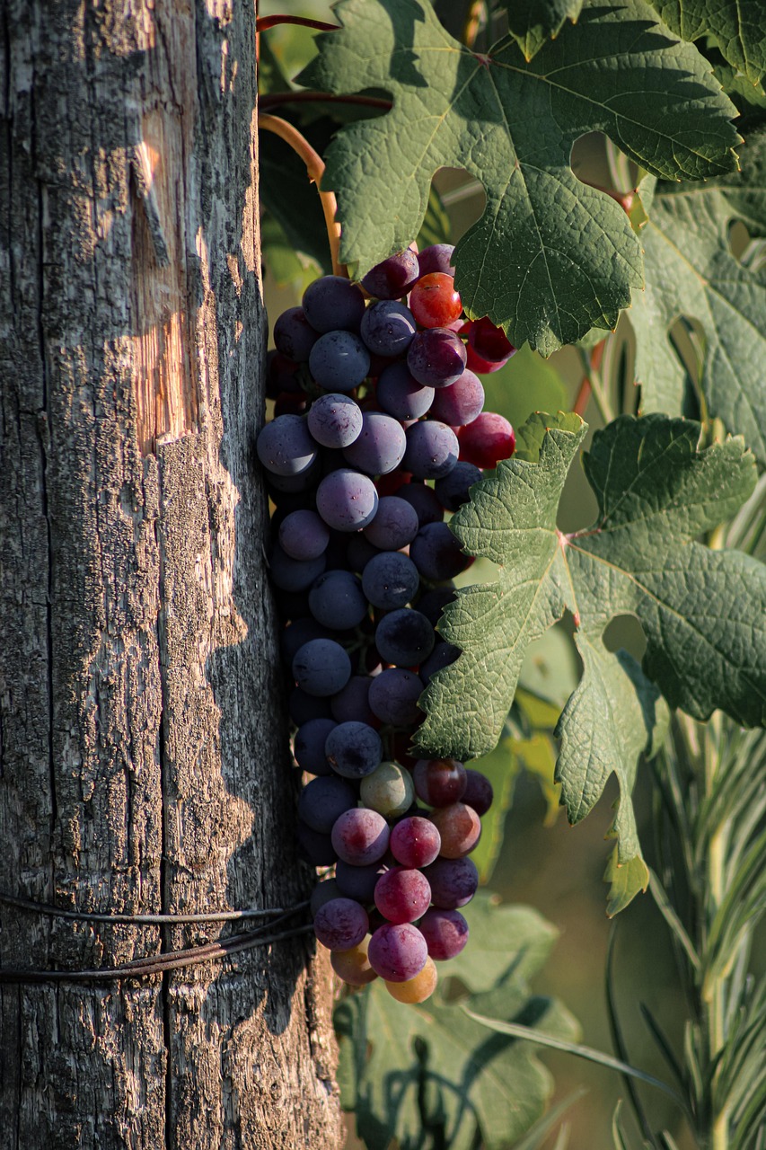 winemaker in vineyard headshot