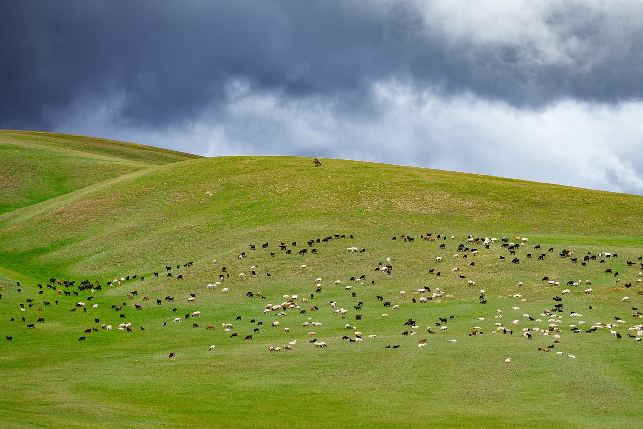 sheep grazing vineyard rows Naramata
