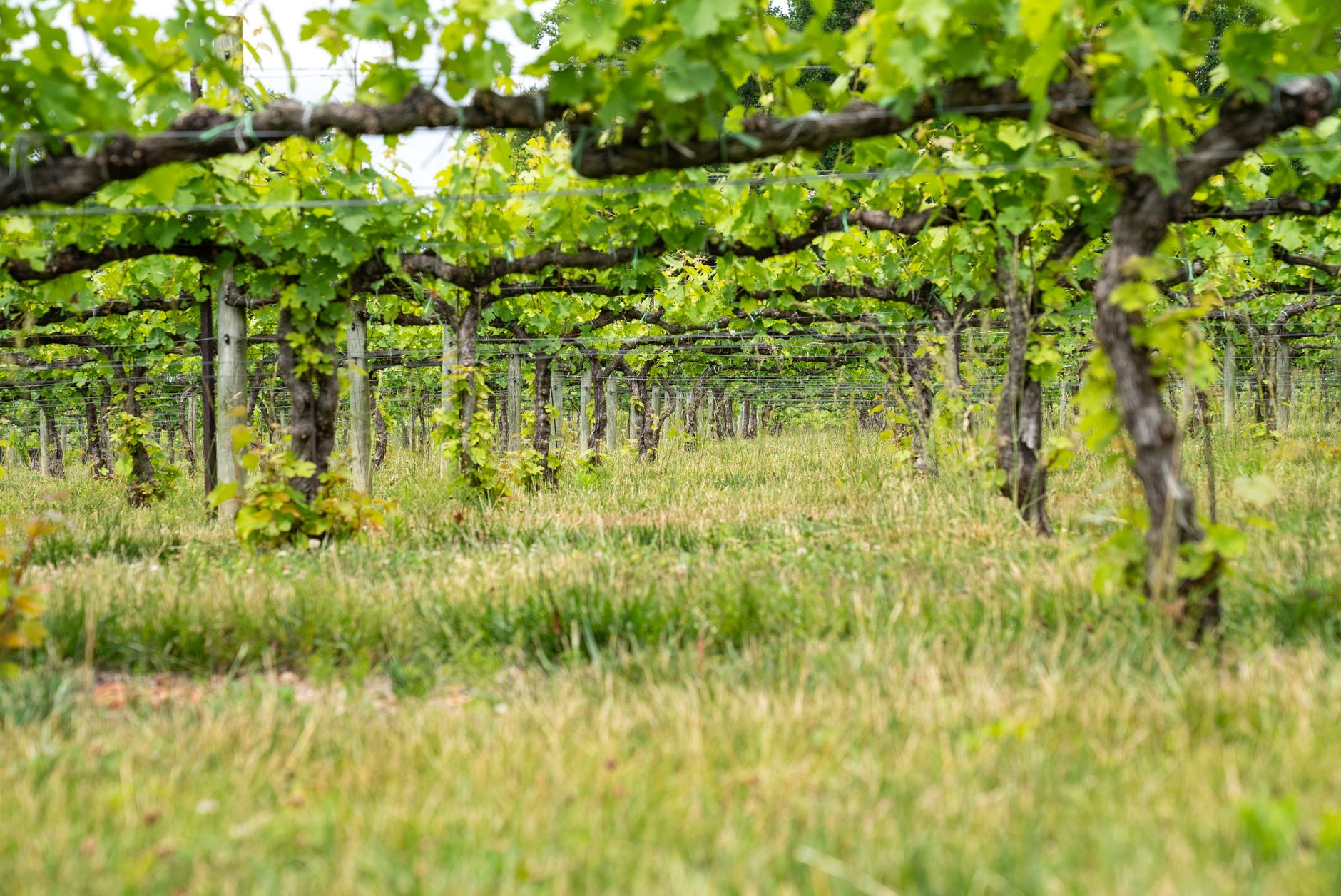 sheep grazing winery vineyard rows